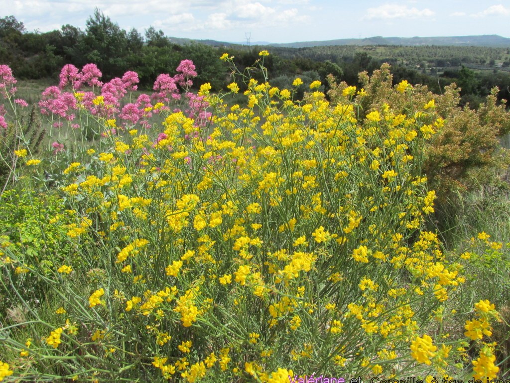 Coudoux - Jeudi 9 mai 2019 N8B4IV