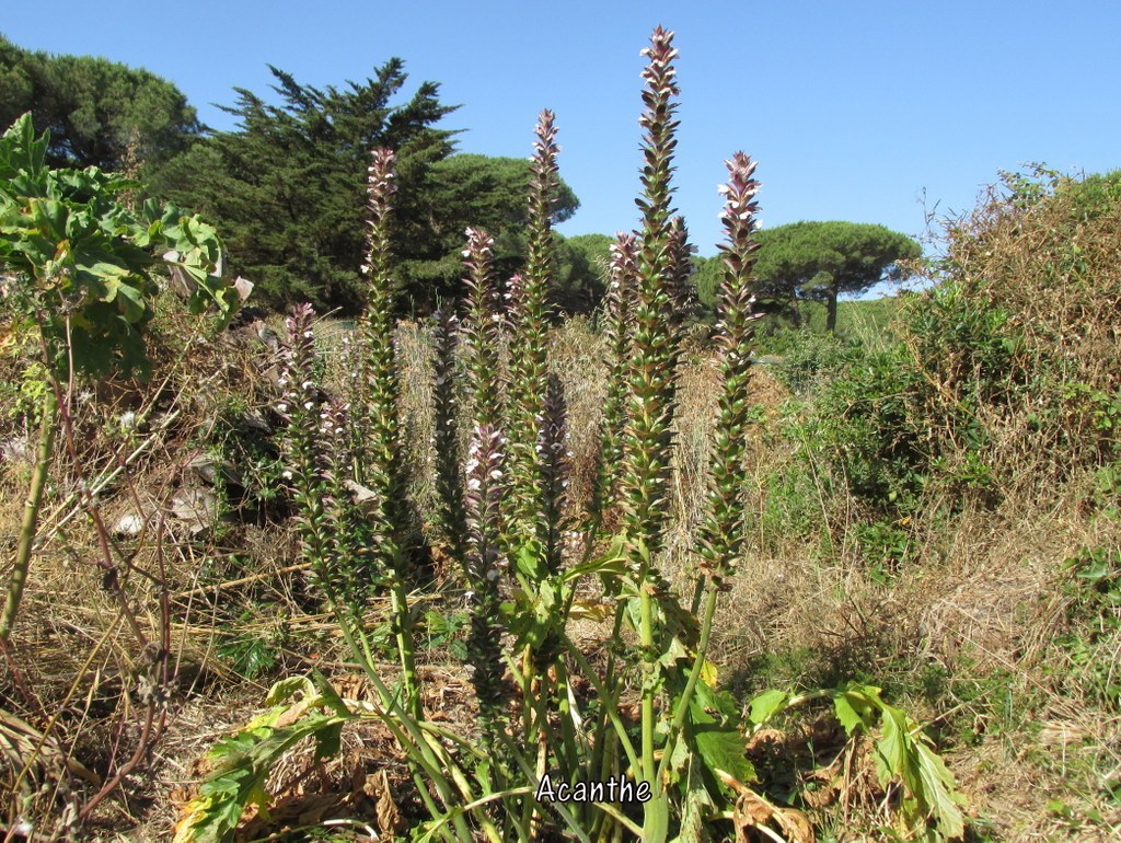 Porquerolles avec Jean Marie - jeudi 23 juin 2016 KkiO72