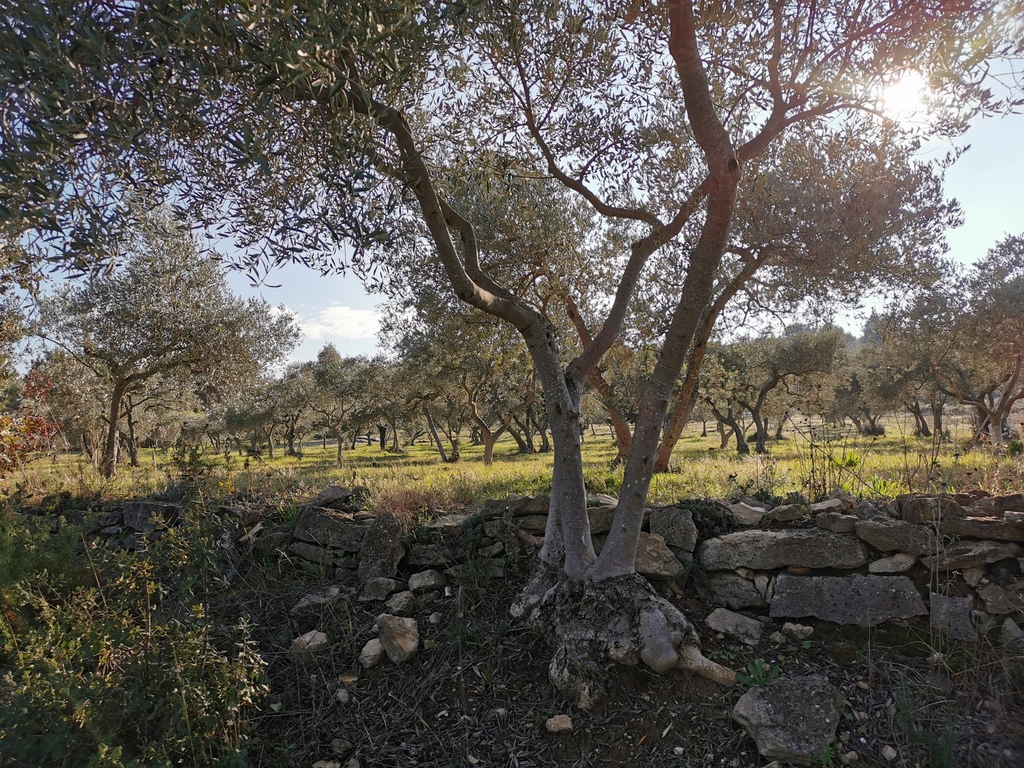 (René et Jes) Lançon - Vendredi 26 novembre  2021 WLGrre