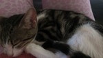 SOS γατάκι λίγων μηνών στο Ηράκλειο Κρήτης GamjYB