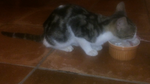 SOS γατάκι λίγων μηνών στο Ηράκλειο Κρήτης 9JFnML