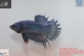 6th Italian Betta Show - 22-24 may 2015 Ranco (VA) - IBC Hl9m29