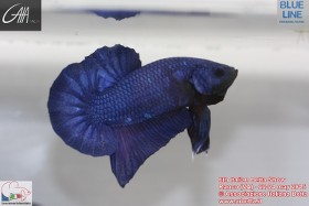 6th Italian Betta Show - 22-24 may 2015 Ranco (VA) - IBC Rwplzy