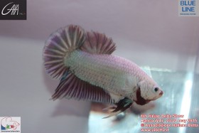 6th Italian Betta Show - 22-24 may 2015 Ranco (VA) - IBC 5bs91K