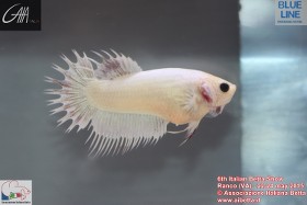 6th Italian Betta Show - 22-24 may 2015 Ranco (VA) - IBC 8rARql