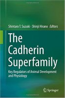 The Cadherin Superfamily D6cCHm