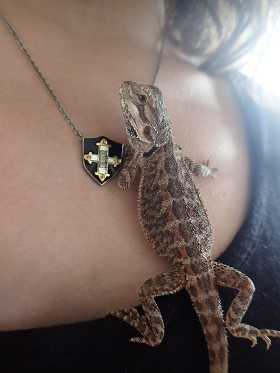 Salut moi c'est Jack le pogona Iw7dYw