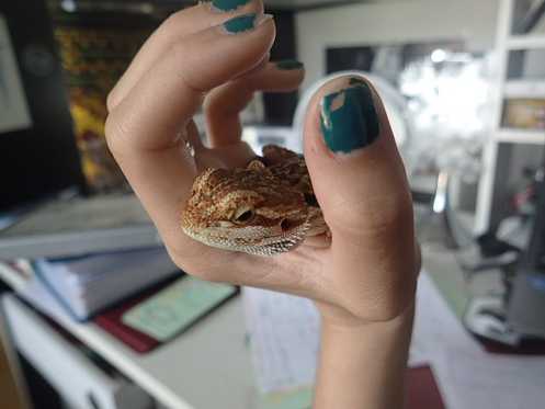 Salut moi c'est Jack le pogona I1Ltb3