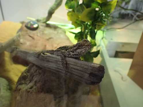 Salut moi c'est Jack le pogona MJopvZ