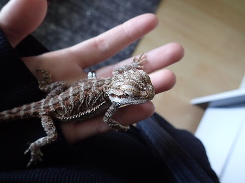 Salut moi c'est Jack le pogona 7Fibkj