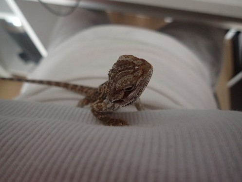 Salut moi c'est Jack le pogona JlXg3P