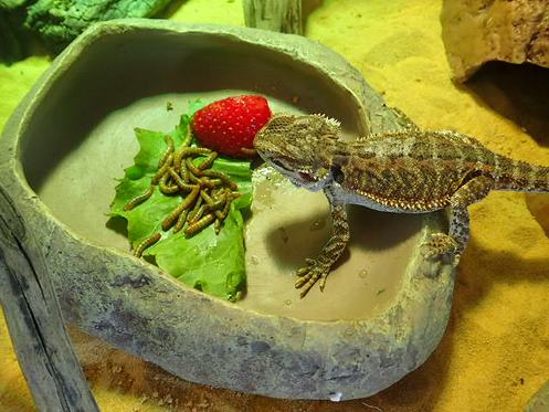 Salut moi c'est Jack le pogona FlU6Nz