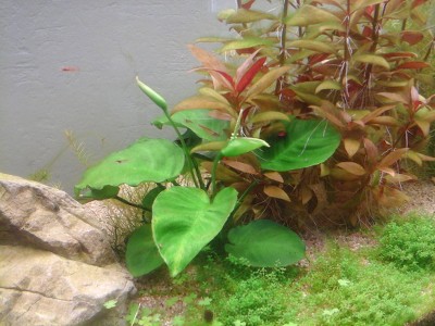 Anubias fleuries Yot9dp