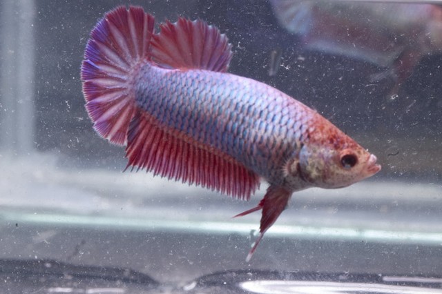 5th Italian Betta Show (IBC sanctioned) X5hp