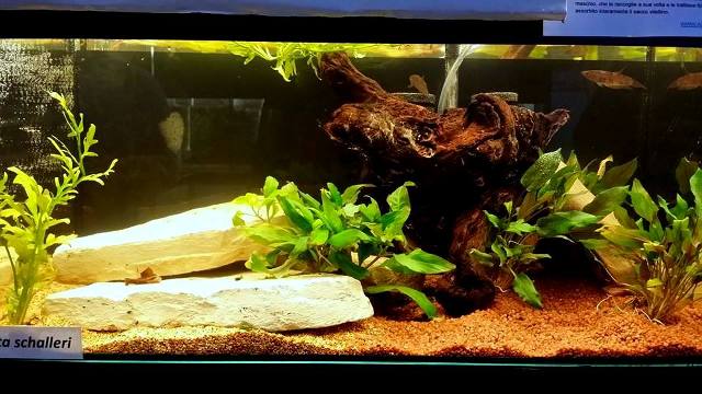 5th Italian Betta Show (IBC sanctioned) Ldi6