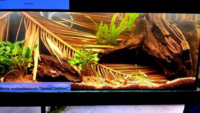 5th Italian Betta Show (IBC sanctioned) Cudz