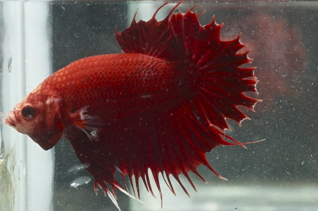 5th Italian Betta Show (IBC sanctioned) 2j3j