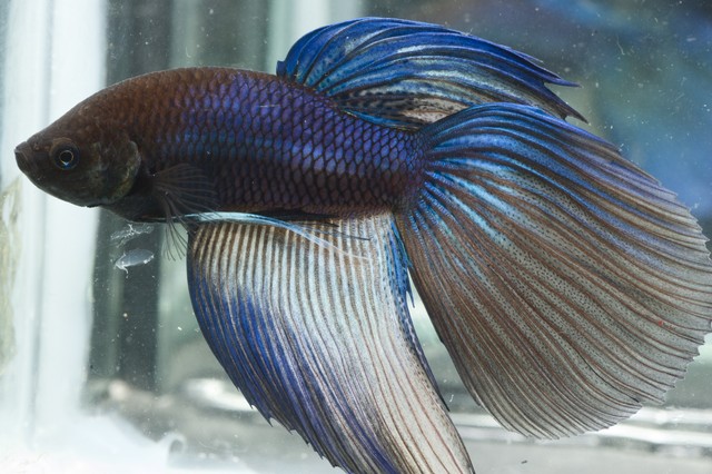 5th Italian Betta Show (IBC sanctioned) Nfwo