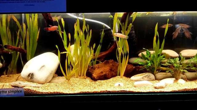 5th Italian Betta Show (IBC sanctioned) R9a2