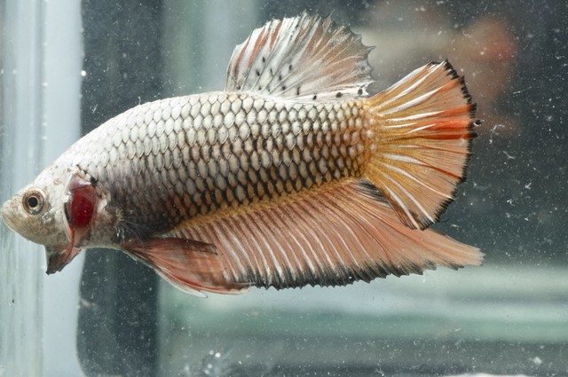 5th Italian Betta Show (IBC sanctioned) 3rkp