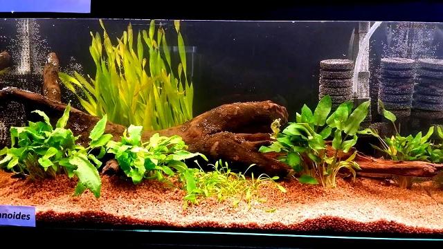 5th Italian Betta Show (IBC sanctioned) S7br