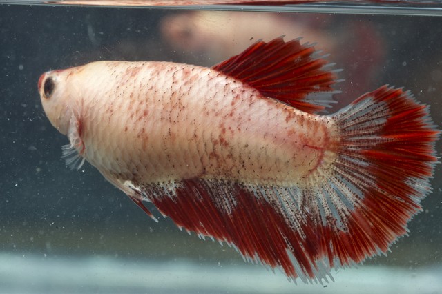 5th Italian Betta Show (IBC sanctioned) Xfor