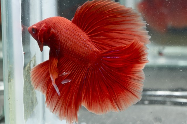 5th Italian Betta Show (IBC sanctioned) Gemz