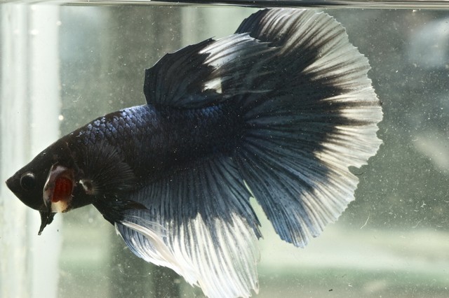 5th Italian Betta Show (IBC sanctioned) O75p