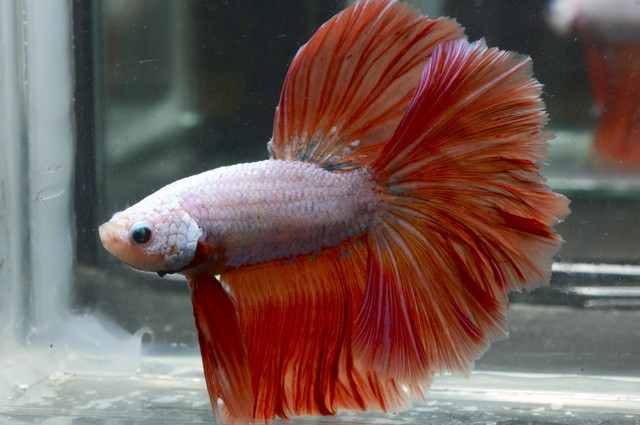 5th Italian Betta Show (IBC sanctioned) 6hpi