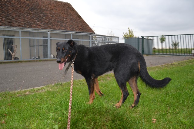 Volo (ex Nabo type beauceron mâle né en 2010) El6V8q