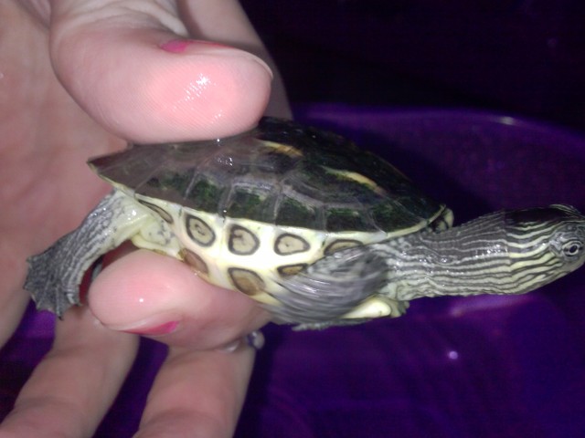 Identification d'une tortue aquatique NPBHHY