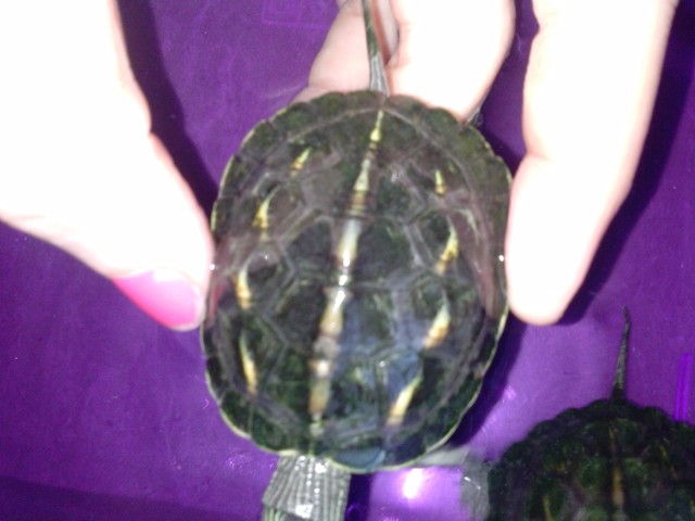 Identification d'une tortue aquatique HtiTHW