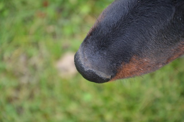 Volo (ex Nabo type beauceron mâle né en 2010) OBsTmX