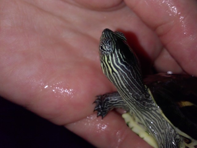 Identification d'une tortue aquatique CAPPWX