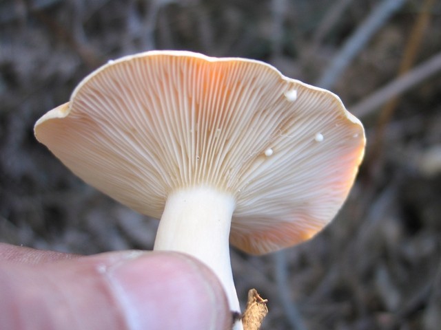 Lactarius chrysorrheus ? YoIQpO