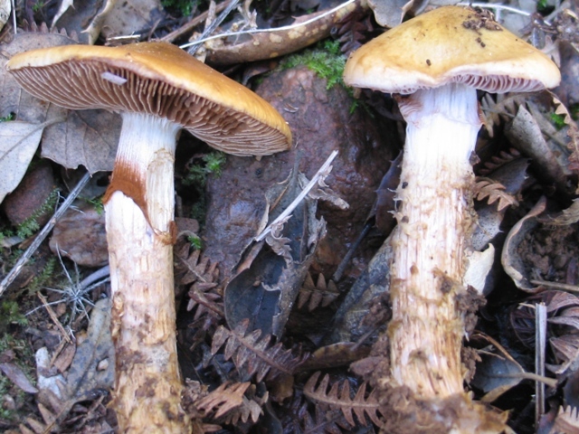 Cortinarius trivialis ? 47nsOn