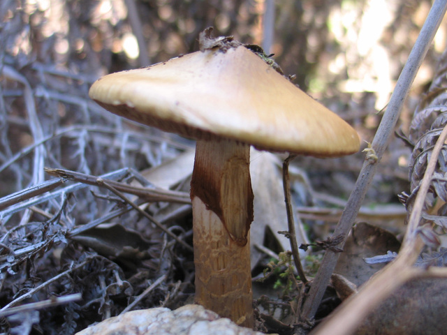 Cortinarius trivialis ? GHJ7Zk