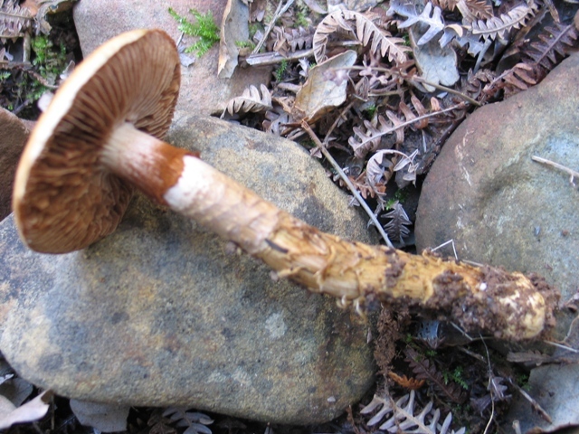 Cortinarius trivialis ? OK4Hxi