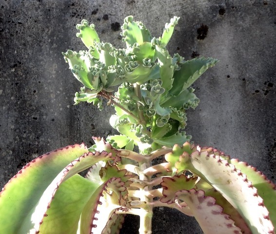 KALANCHOE LAETIVIRENS VAR. FUKUSHIMAENSIS ??? Z3uJsI