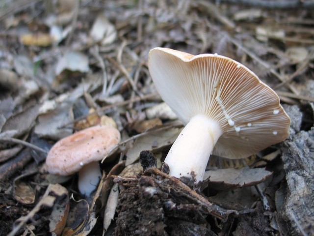 Lactarius chrysorrheus ? 0KlDAM