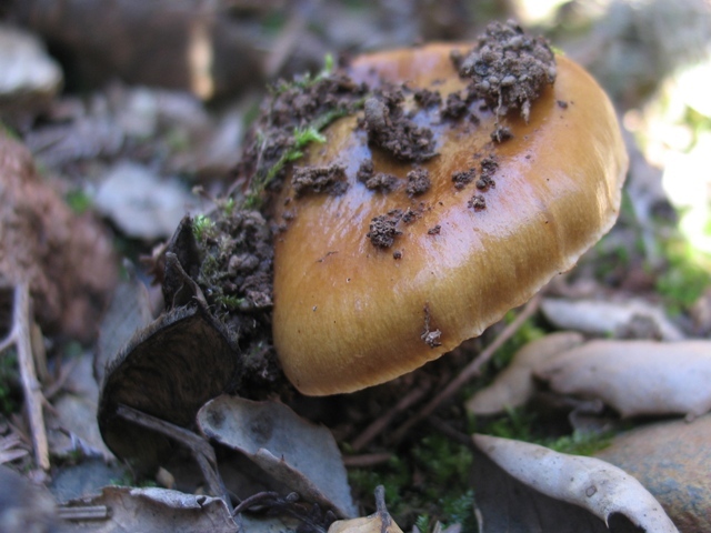 Cortinarius trivialis ? MDjkTU