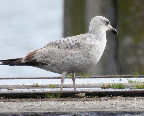 Ajuda na ID - gaivotas KIZkX5