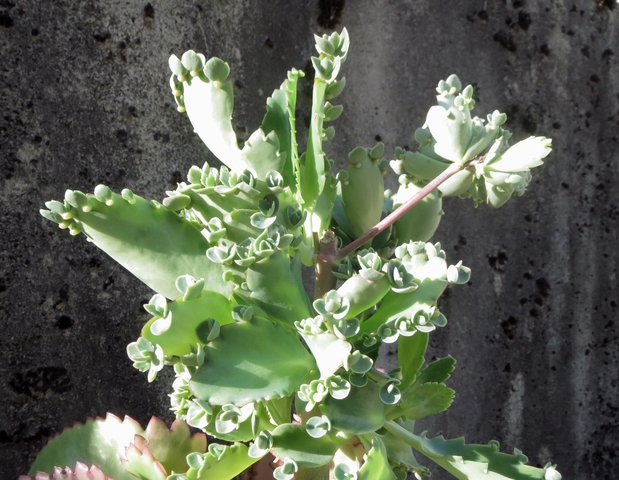 KALANCHOE LAETIVIRENS VAR. FUKUSHIMAENSIS ??? 076cxu