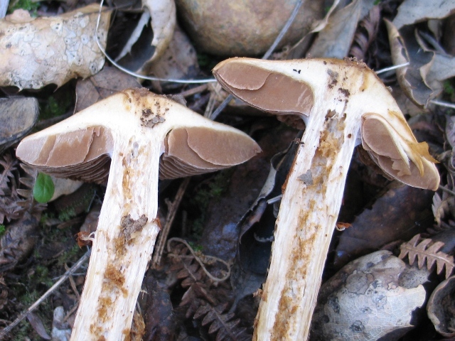 Cortinarius trivialis ? H4d693