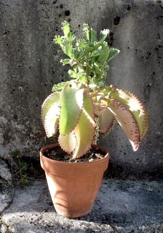 KALANCHOE LAETIVIRENS VAR. FUKUSHIMAENSIS ??? Ipn3M9