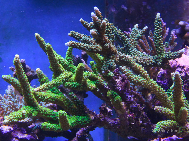 petite expérience led/hqi sur acropora UGeWoj