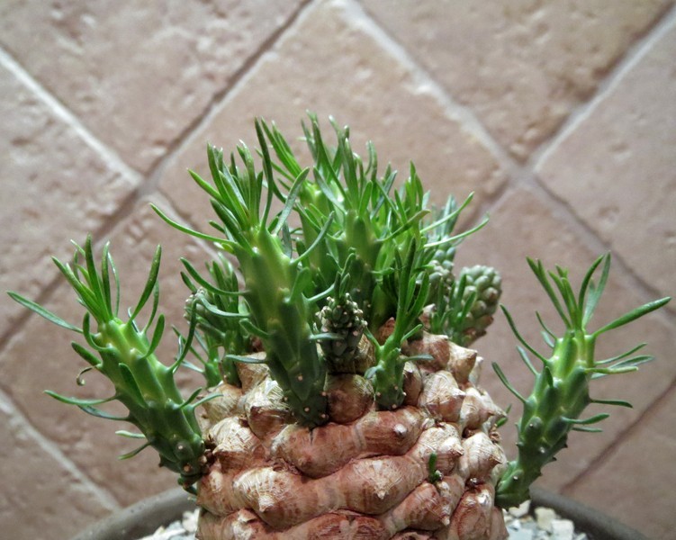 EUPHORBIA RAMIGLANS OzkuHi