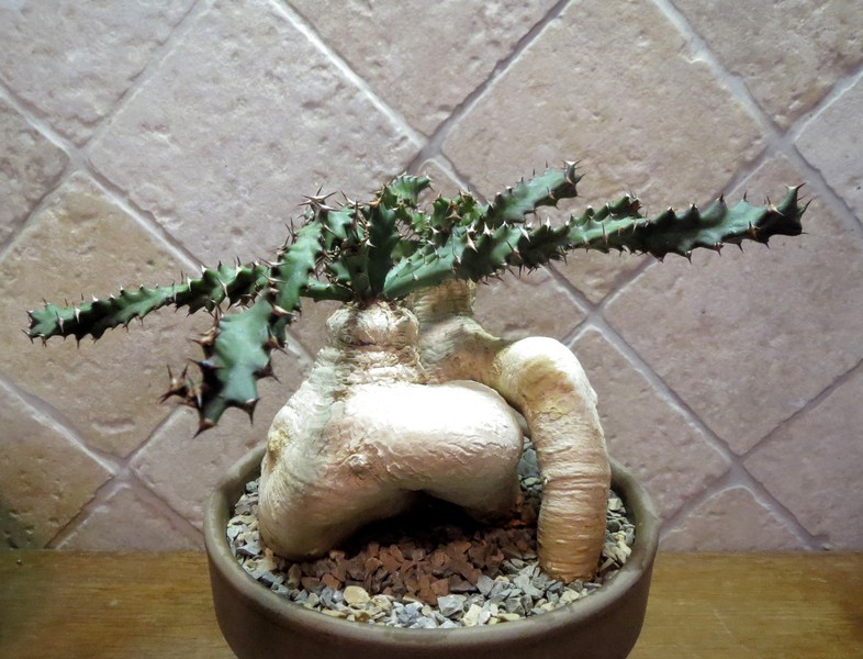 euphorbia squarrosa UFCorW