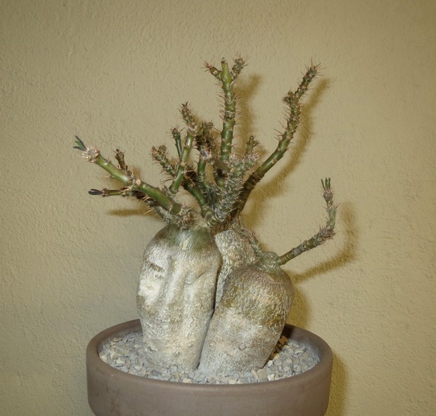 Pachypodium succulentum  - Page 3 3VPhvL