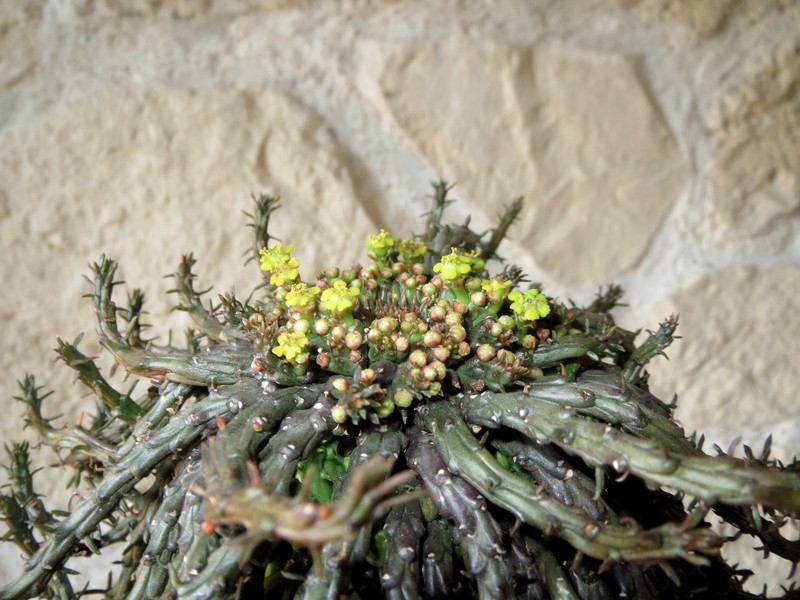 Euphorbia flanagani  I7cHyA